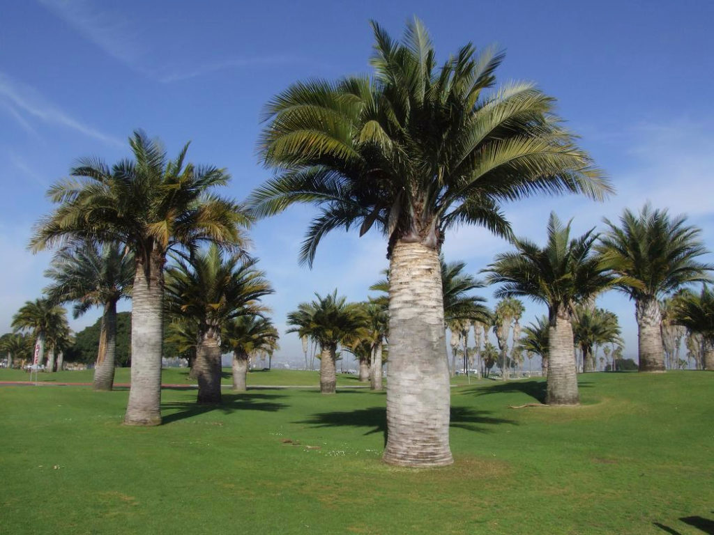 jubaea-chilensis-chilean-wine-palm-le-palms