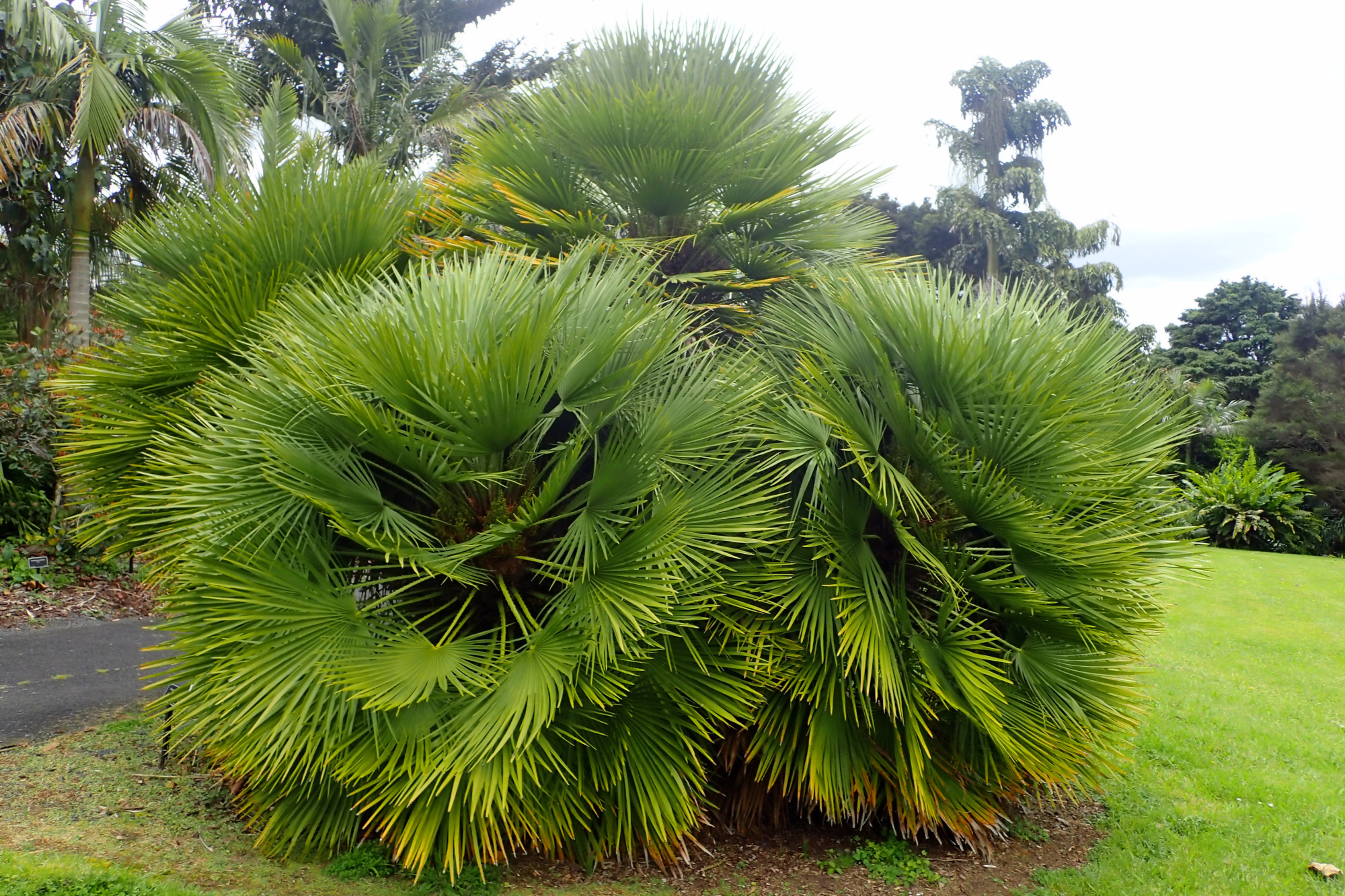 Chamaerops compacta sehr dekorative langsam wachsende Palme Vulkano Buschpalme