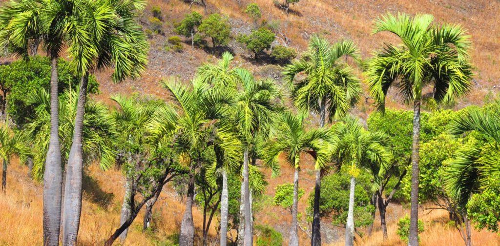 Cultivating Endangered Palm Tree Species from Africa LE PALMS